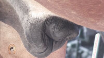 Zoophilia video: parking dog porn