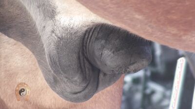 Zoophilia video: parking dog porn