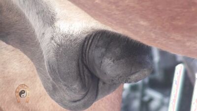 Zoophilia video: parking dog porn