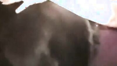 Bestiality games: horse zoo videos