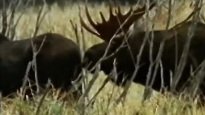 Dog sex porno: new zoo porn 2026