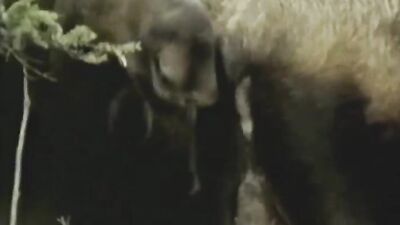 Dog sex porno: new zoo porn 2026