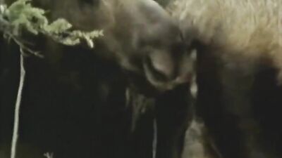 Dog sex porno: new zoo porn 2026