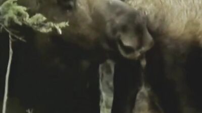 Dog sex porno: new zoo porn 2026