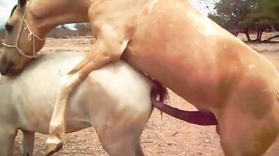 Animal porno: girl and dog sex 2026