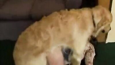 Dog pussy girls: animal zoo sex porno