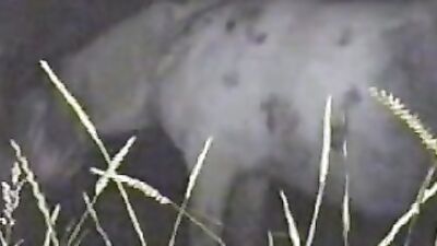 Zoo dog sex: zoo sex ru