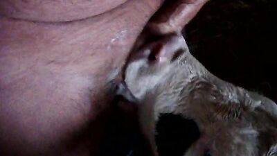 Zoo porno video: sucking dog dick porn