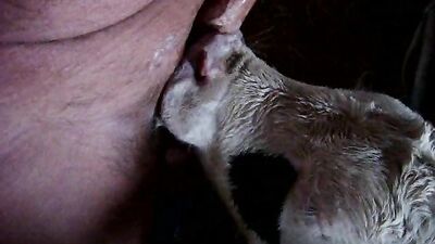 Zoo porno video: sucking dog dick porn