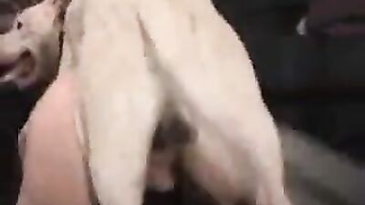 Porn bestiality: porn zoo sex gay