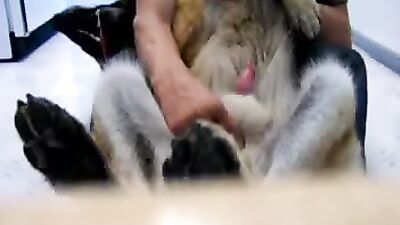 Zoo porn compilation: teen with dog porn