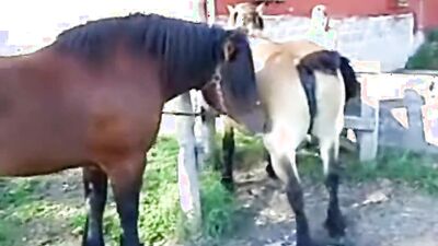 Dog sex porno: dog sex home teen