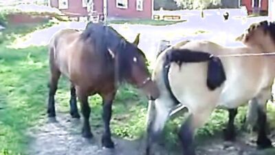Dog sex porno: dog sex home teen