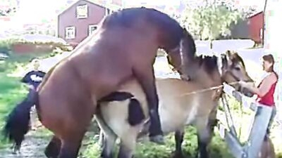 Dog sex porno: dog sex home teen