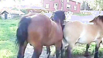 Dog sex porno: dog sex home teen