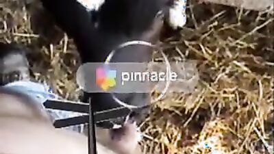 2 dogs 1 girl: sex vs animals