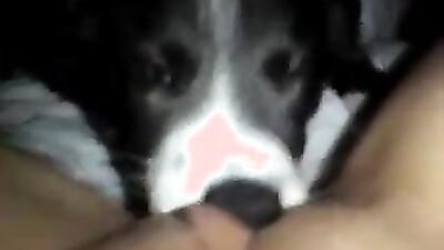Dog sex video: zoophilia sex on video