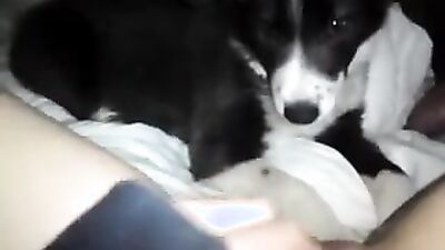 Dog sex video: zoophilia sex on video