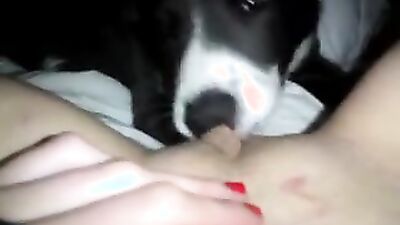 Dog sex video: zoophilia sex on video