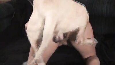 Girls s dogs: real zoo porno new video