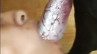 Zoo porn video: bestiality rule
