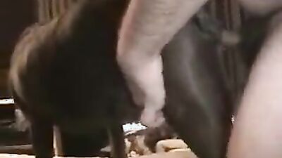 Zoophilia: zoo video film