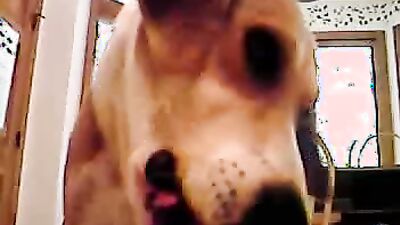 Dog girl anal: cum creampie zoo porn