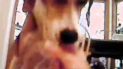Dog girl anal: cum creampie zoo porn