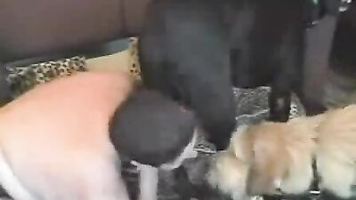 3d zoo porn: dog riding sex
