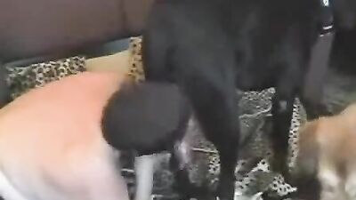 3d zoo porn: dog riding sex