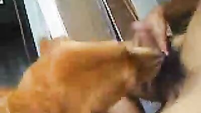 Women's dog sex: japanese dogs porn
