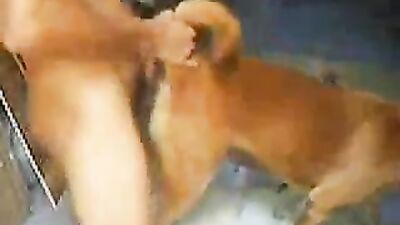 Women's dog sex: japanese dogs porn