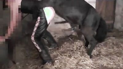 Bestiality sex: granny dogging porn