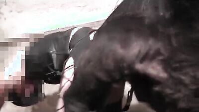 Bestiality sex: granny dogging porn