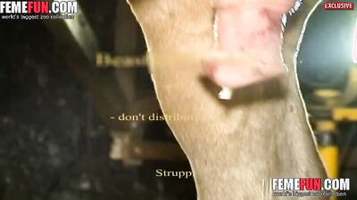 3d dog porn: xxx zoo porn