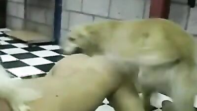 Bestiality sex id: bestiality dogs video