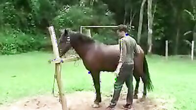 Animal sex porn: genshin impact porn zoo