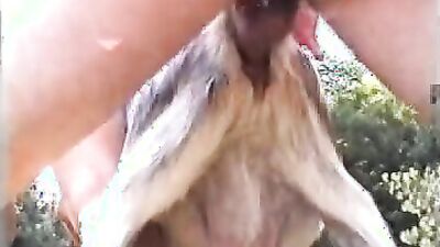 Zoo horse porn: bull zoo porn
