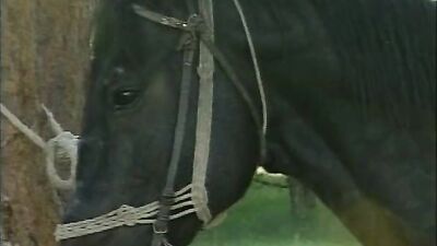 Girls s dogs: art of zoo videos porn