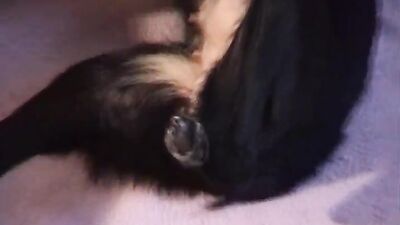 Dog's porn: animals sex tape video