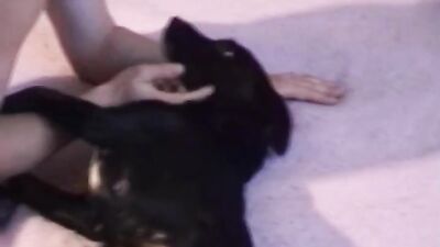 Dog's porn: animals sex tape video