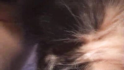 Dog's porn: animals sex tape video