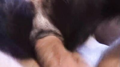 Dog's porn: animals sex tape video