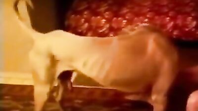 Zoo porn video: dog sex maria rose