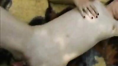 Dog sex porn: compilation art of zoo