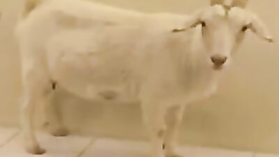 Zoophilia porn: simone animal sex