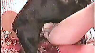 Animal cross porn: girl dog blow