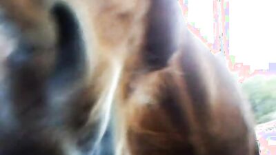 Dog's porn: asian ladyboy zoo porn