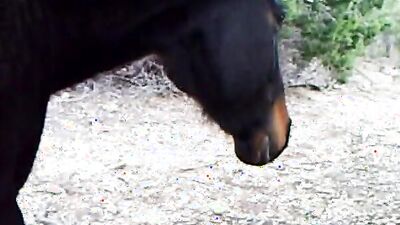 Dog's porn: asian ladyboy zoo porn