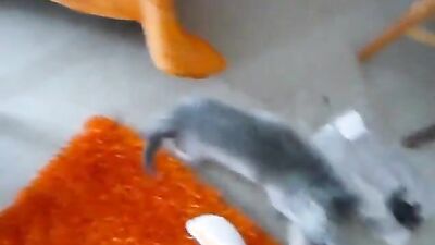 Zoo dog sex: doggy animal free porn